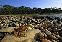 Cane Toad (Bufo marinus) on rock, Boca Mishagua River, Amazon ecosystem, Peru
