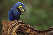 Hyacinth Macaw (Anodorhynchus hyacinthinus) eating Piassava Palm (Attalea funifera) nuts, Cerrado, Brazil