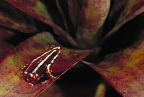 Phantasmal Poison Dart Frog (Epipedobates tricolor) on Bromeliad, Amazon rainforest, Ecuador