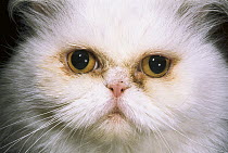 Domestic Cat (Felis catus) close-up portrait