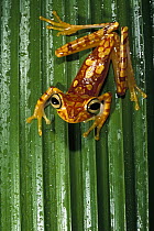 Chachi Tree Frog (Hyla picturata) portrait on leaf, Cotacachi-Cayapas Reserve, Ecuador