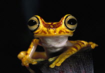 Chachi Tree Frog (Hyla picturata) portrait, Cotacachi-Cayapas Reserve, Ecuador