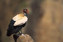 King Vulture (Sarcoramphus papa) at roost site, Caatinga, Brazil