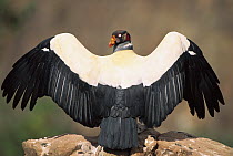 King Vulture (Sarcoramphus papa) sunning, Caatinga, Brazil
