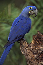 Hyacinth Macaw (Anodorhynchus hyacinthinus) perched on branch, Cerrado habitat, Brazil