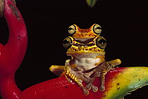 Chachi Tree Frog (Hyla picturata) pair, Cotacachi-Cayapas Reserve, northwest Ecuador