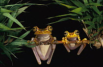 Chachi Tree Frog (Hyla picturata) pair, Cotacachi-cayapas Reserve, northwest Ecuador