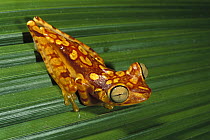 Chachi Tree Frog (Hyla picturata), Cotacachi-Cayapas Reserve, northwest Ecuador