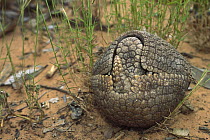 Brazilian Three-banded Armadillo (Tolypeutes tricinctus) rolls into a protective ball when threatened, endemic to Cerrado and Caatinga habitats, Brazil