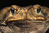 Cururu Toad (Bufo paracnemis) close-up of face, Cerrado, Piaui State, Brazil