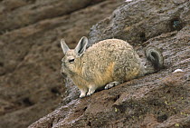 Southern Viscacha (Lagidium viscacia) sitting on rock, altiplano, Bolivia