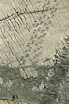 Dinosaur footprints from the cretaceous period on uplifted fossilized lake bed, Sucre, Bolivia