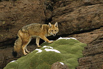 Andean Red Fox (Pseudalopex culpaeus) altiplano, Bolivia