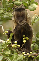 Brown Capuchin (Cebus apella) in tree, Cerrado habitat, Piaui State, Brazil