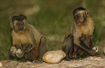 Brown Capuchin (Cebus apella) pair sitting on anvil used to crack open Piassava Palm (Attalea funifera) nut, monkey on left knocking nuts together to test for freshness, Cerrado habitat, Piaui State,...
