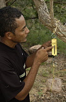Brown Capuchin (Cebus apella) researcher, Mauro D'oliviera, who discovered the nut-cracking monkeys, weighing a rock used by the monkeys to crack nuts, Brazil