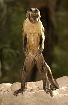Brown Capuchin (Cebus apella) standing on anvil used to crack nuts, spitting out pieces of Piassava Palm (Attalea funifera) nut, Cerrado habitat, Piaui State, Brazil