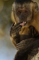 Brown Capuchin (Cebus apella) licking fingers after drinking from Piassava Palm (Attalea funifera) nut, Cerrado habitat, Piaui State, Brazil