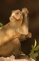 Brown Capuchin (Cebus apella) in tree drinking from Piassava Palm (Attalea funifera) nut, monkeys use rocks and anvils to crack open nuts, Cerrado habitat, Piaui State, Brazil