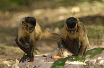 Brown Capuchin (Cebus apella) in tree drinking from Piassava Palm (Attalea funifera) nut, monkeys use rocks and anvils to crack open nuts, Cerrado habitat, Piaui State, Brazil