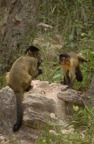 Brown Capuchin (Cebus apella) pair using rock and anvil to crack open Piassava Palm (Attalea funifera) nuts, Cerrado habitat, Piaui State, Brazil