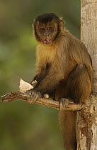 Brown Capuchin (Cebus apella) in tree eating Piassava Palm (Attalea funifera) nut, that was cracked open using a rock and anvil, Cerrado habitat, Piaui State, Brazil