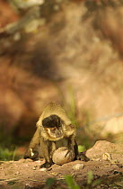 Brown Capuchin (Cebus apella) using a rock to crack open a Piassava Palm (Attalea funifera) nut, Cerrado habitat, Piaui State, Brazil