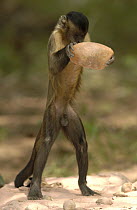 Brown Capuchin (Cebus apella) lifting a heavy rock to crack open a Piassava Palm (Attalea funifera) nut, Cerrado habitat, Piaui State, Brazil