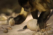 Brown Capuchin (Cebus apella) placing Piassava Palm (Attalea funifera) nut, on ground to crack open using a heavy rock, Cerrado habitat, Piaui State, Brazil