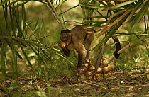Brown Capuchin (Cebus apella) picking Piassava Palm (Attalea funifera) nuts, to take to anvil and crack open using rocks, Cerrado habitat, Piaui State, Brazil