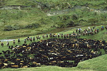 Chagra cowboys, herding cattle during annual round-up, Yanahurco Hacienda, Andes, Ecuador