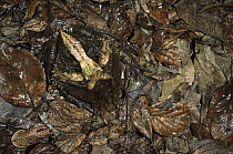 Amazon Horned Frog (Ceratophrys cornuta) juvenile camouflaged among leaves on rainforest floor, Ecuador