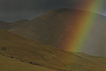 Rainbow over Paramo, Yanahurco Hacienda, near Cotopaxi National Park, Andes, Ecuador