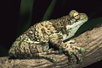 Broad-headed Tree Frog (Phrynohyas resinifictrix) on tree branch, Yasuni National Park, Amazon, Ecuador