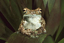 Broad-headed Tree Frog (Phrynohyas resinifictrix) portrait, Yasuni National Park, Amazon, Ecuador