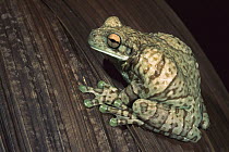 Broad-headed Tree Frog (Phrynohyas resinifictrix) inflating air sacs as defensive behavior, Yasuni National Park, Amazon, Ecuador