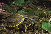 Yellow-footed Tortoise (Geochelone denticulata) hatchling showing egg-tooth which is used to break out of egg, tropical rainforest, Ecuador