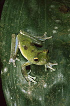 Cloud Forest Tree Frog (Hyla pellucens) camouflaged on leaf, Mindo cloud forest, Ecuador