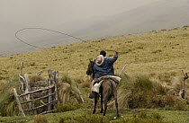 Chagra cowboy on an overnight ride at a hacienda to herd cattle practicing with his lasso, Andes Mountains, Ecuador