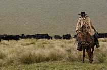 Chagra cowboy on an overnight ride at a hacienda to herd cattle, Andes Mountains, Ecuador