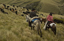 Two Chagra cowboys on an overnight ride at a hacienda to herd cattle, Andes Mountains, Ecuador
