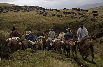 Chagra cowboys on an overnight ride at a hacienda to herd cattle, Andes Mountains, Ecuador