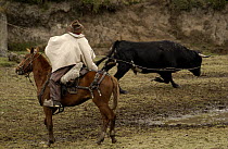 Chagra cowboy roping a bull at a hacienda during the annual round-up, Andes Mountains, Ecuador