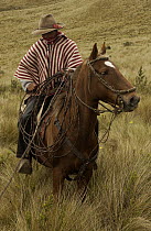 Chagra cowboy on his Domestic Horse (Equus caballus) in Paramo habitat at a hacienda during the annual cattle round-up, Andes Mountains, Ecuador