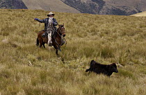 Chagra cowboy roping a calf in Paramo habitat at a hacienda during the annual cattle round-up, Andes Mountains, Ecuador