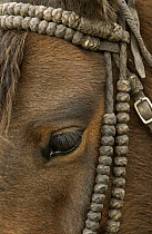Domestic Horse (Equus caballus) wearing a knotted bull-hide bridle at Hacienda Yanahurco, Andes Mountains, Ecuador