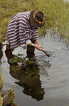 Chagra cowboy with flowers in the band of his hat cleaning a trout to cook at camp, at a hacienda during the annual overnight cattle round-up, Andes Mountains, Ecuador