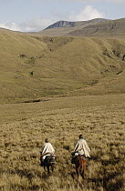 Two Chagra cowboys riding across open Paramo grassland at a hacienda during the annual overnight cattle round-up, Andes Mountains, Ecuador