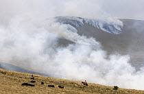 Chagra cowboys herding cattle and burning the hillsides to keep cattle on the move and rejuvenate the pasture at a hacienda during the annual overnight cattle round-up, Andes Mountains, Ecuador