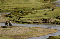 Chagra cowboy crossing a stream on horseback at a hacienda during the annual overnight cattle round-up, Andes Mountains, Ecuador